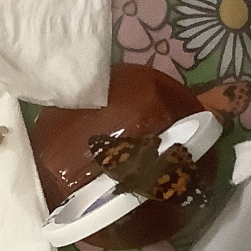 Week 6 - Butterflies!